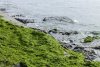 Водоросли на пляже